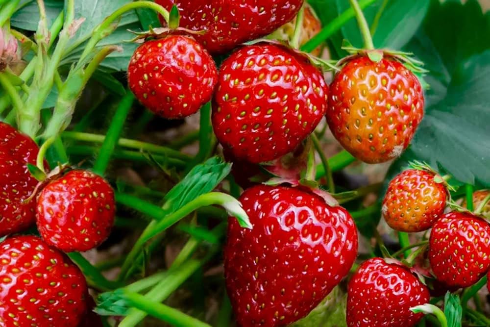 Tarpan Strawberry