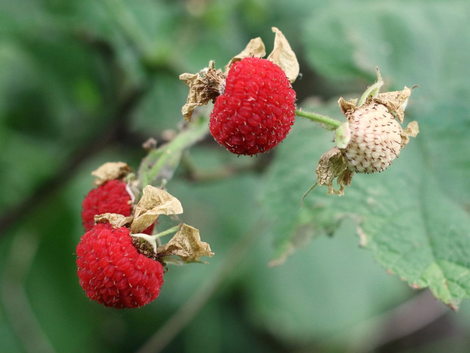Thimbleberry