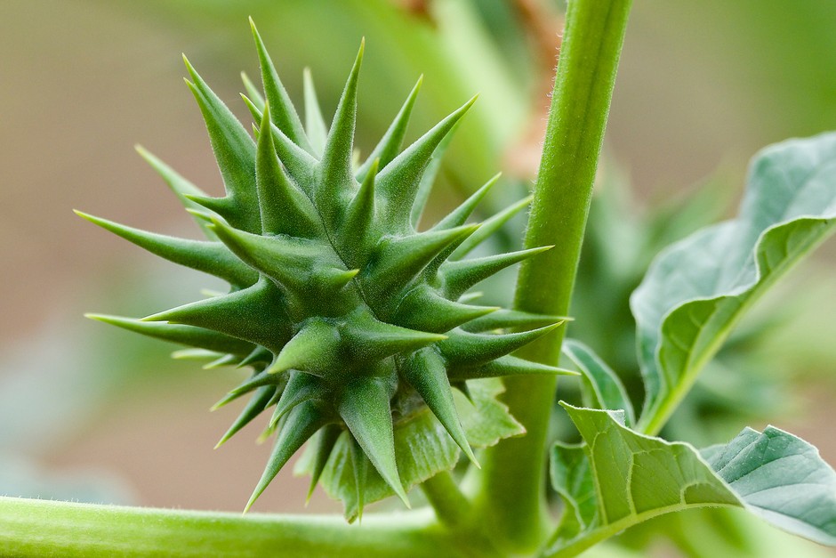 Thorn Apple