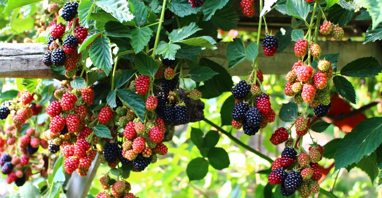 Thornless Blackberry