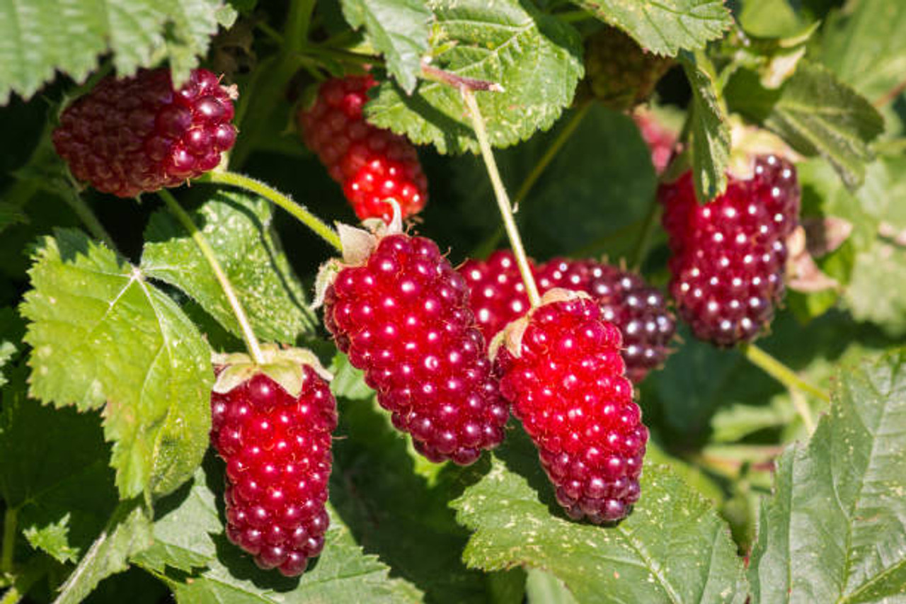 Thornless Loganberry