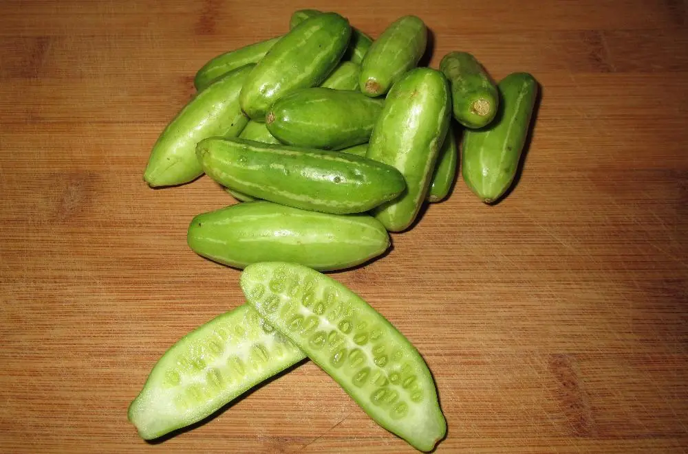 Tindora