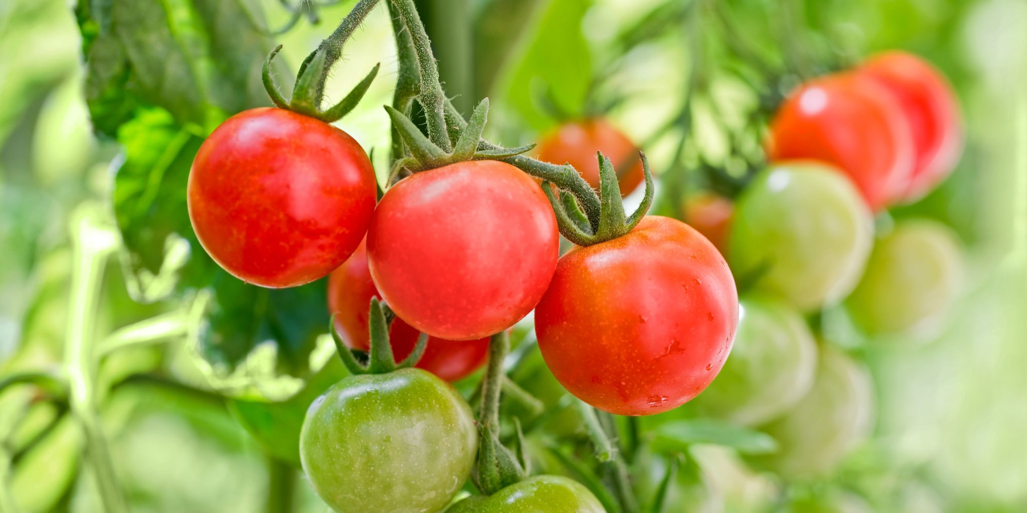 Tomato Cherry