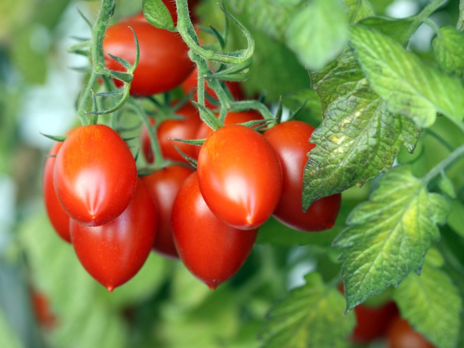 Tomato Plum