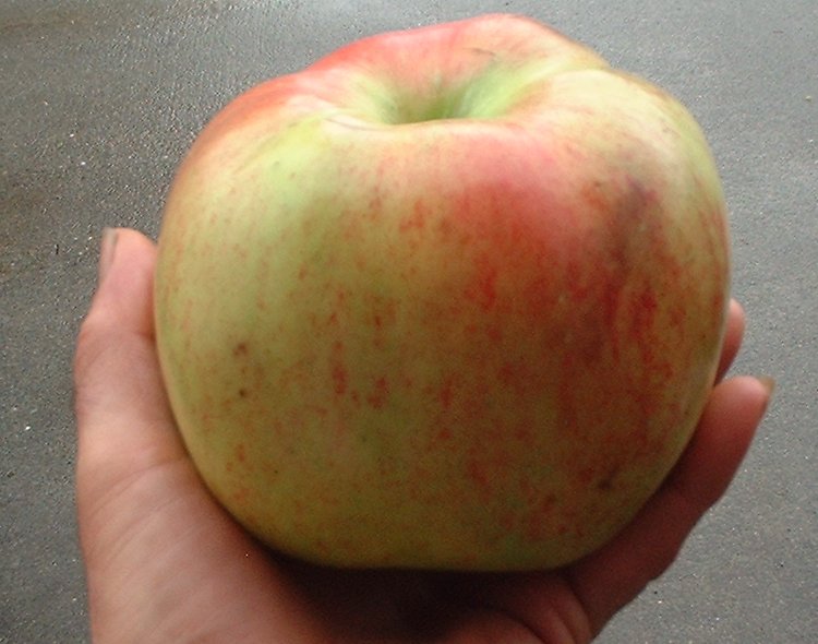 Tompkins King Apple
