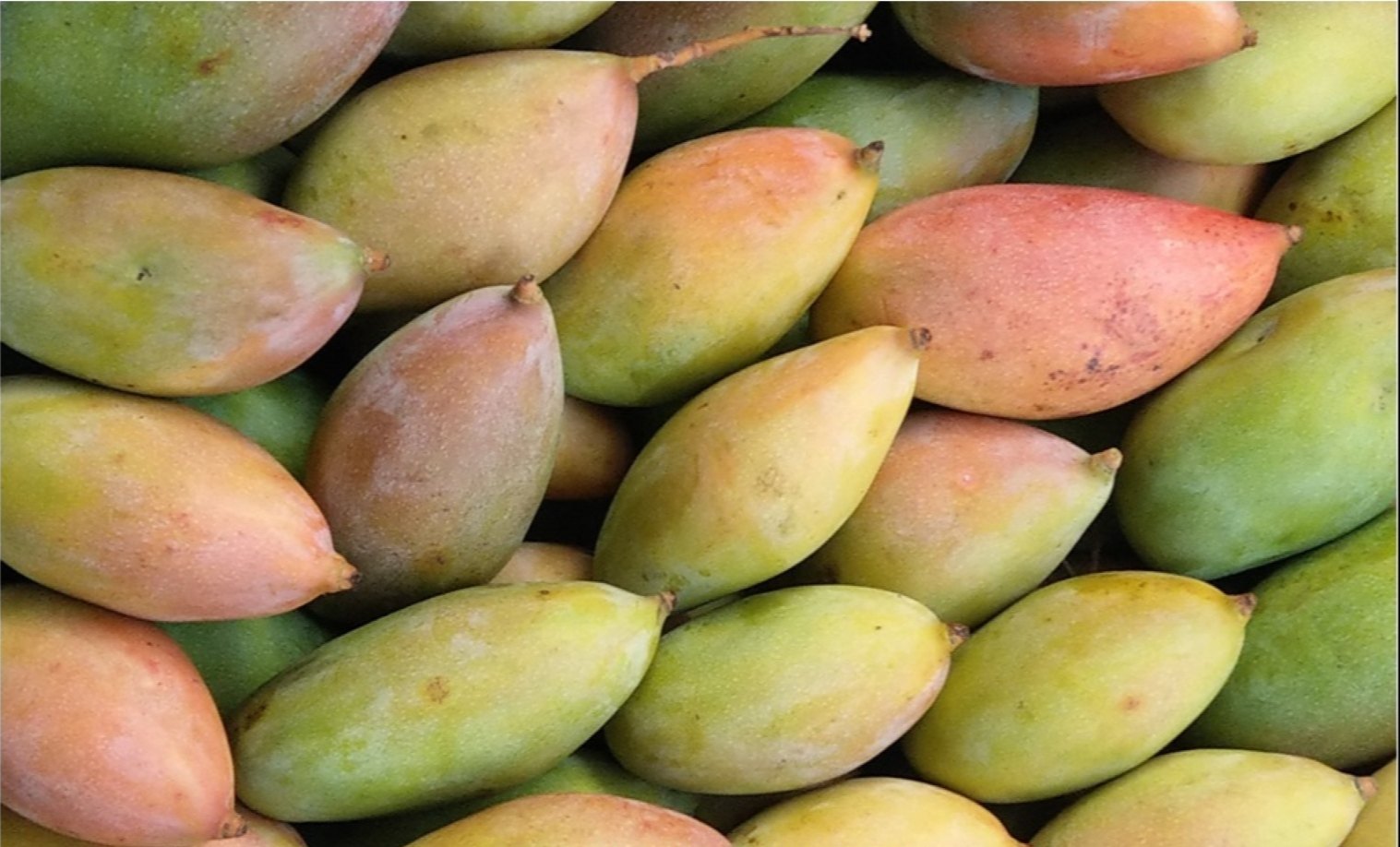 Totapuri Mango
