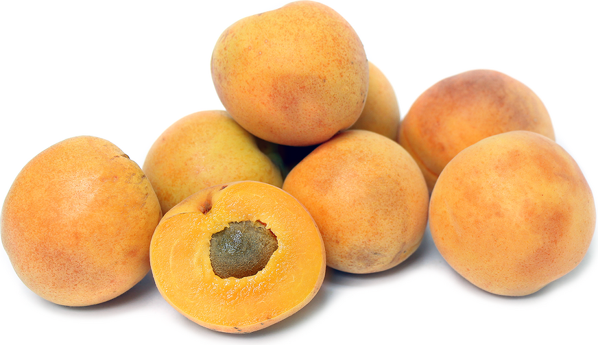Tropical Apricot
