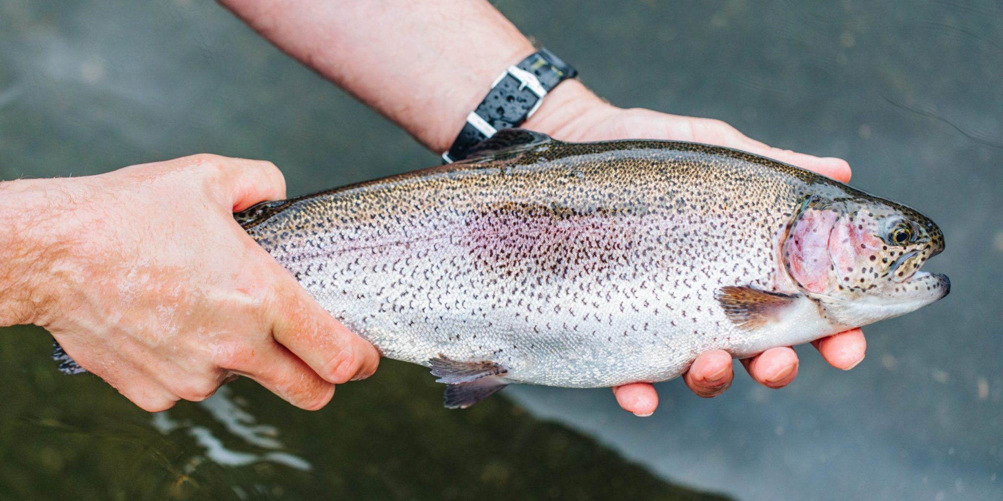 Trout