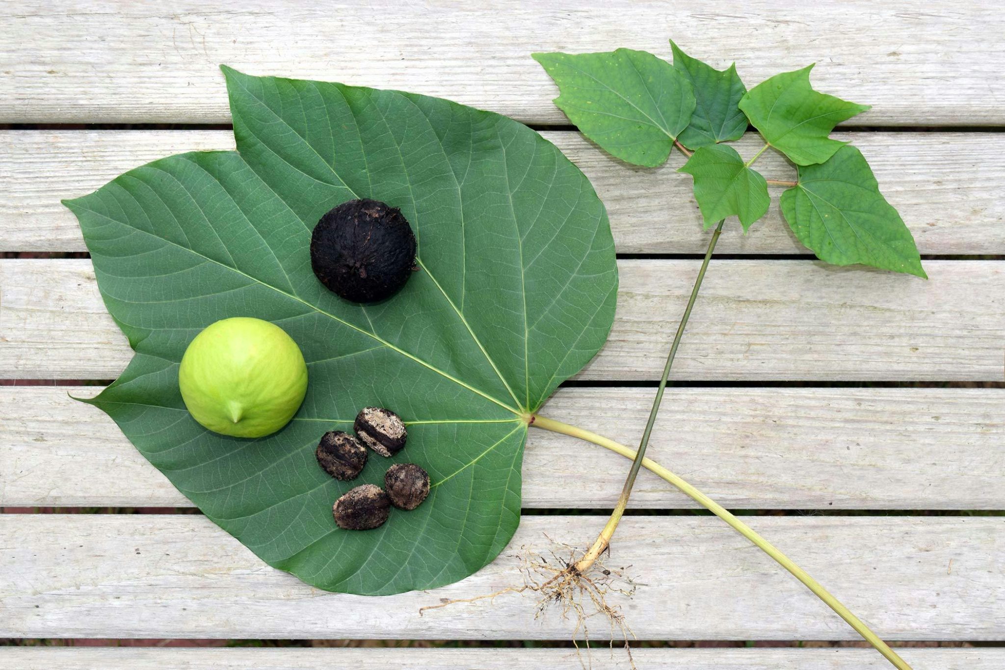 Tung Berry