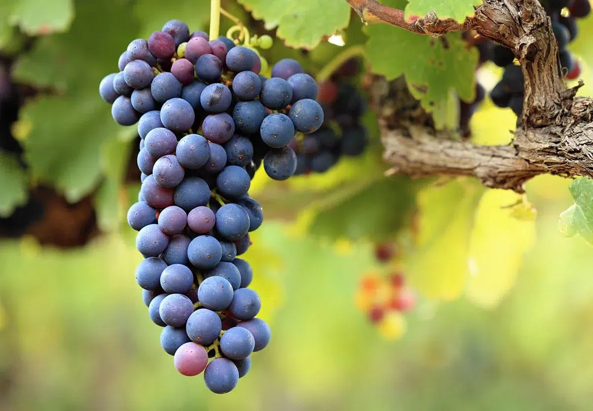 Vaccarese Grape