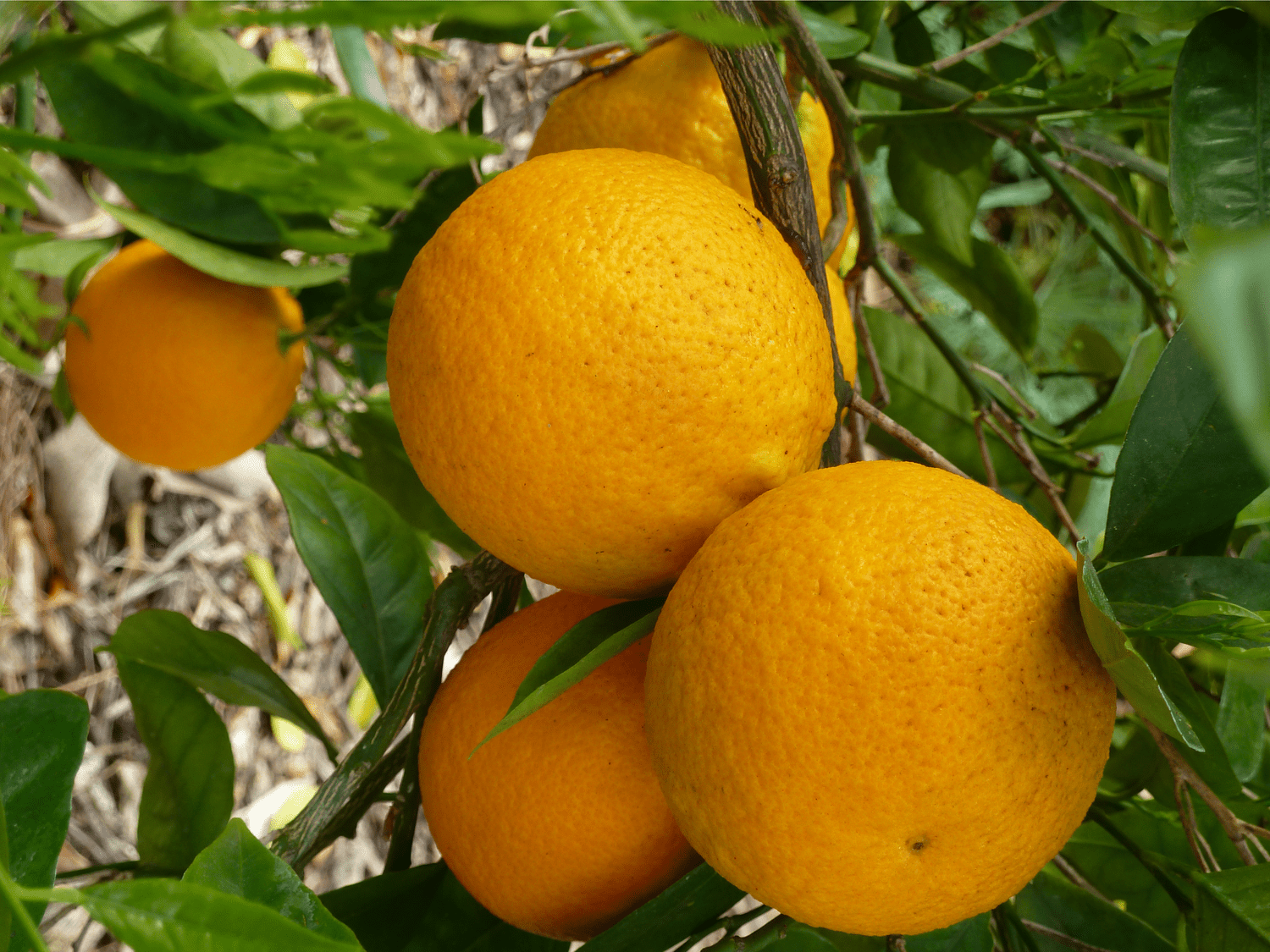 Valencia Orange