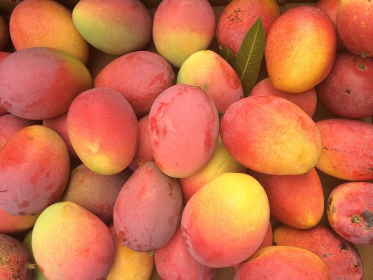 Van Dyke Mango