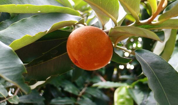 Velvet Apple