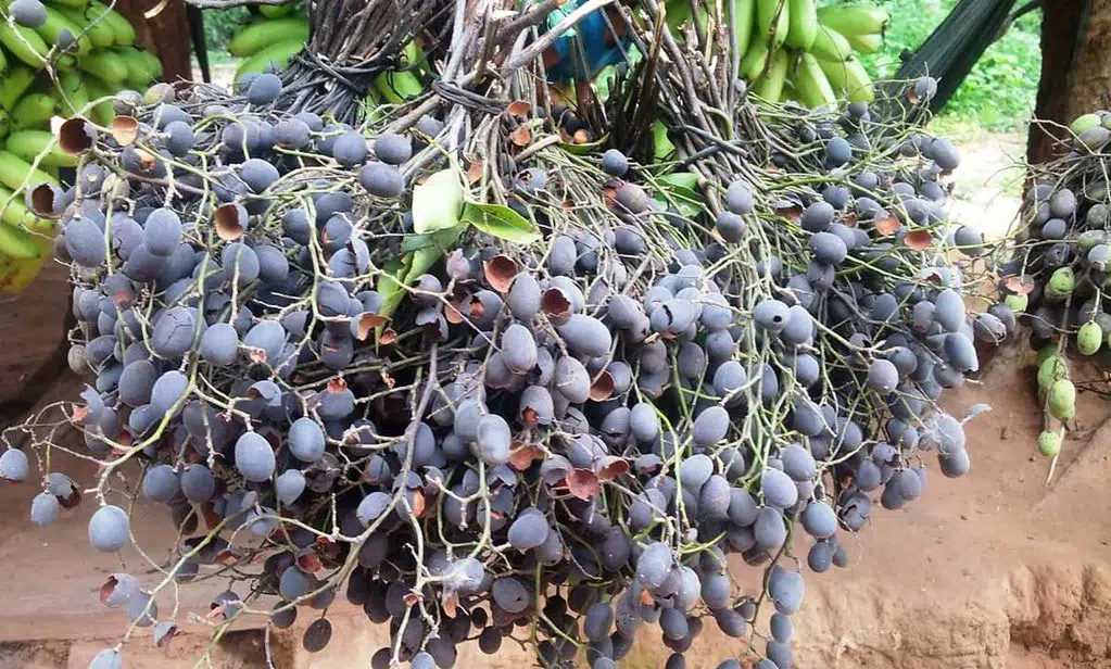 Velvet Tamarind