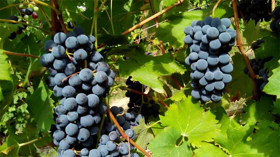 Vespolina Grape