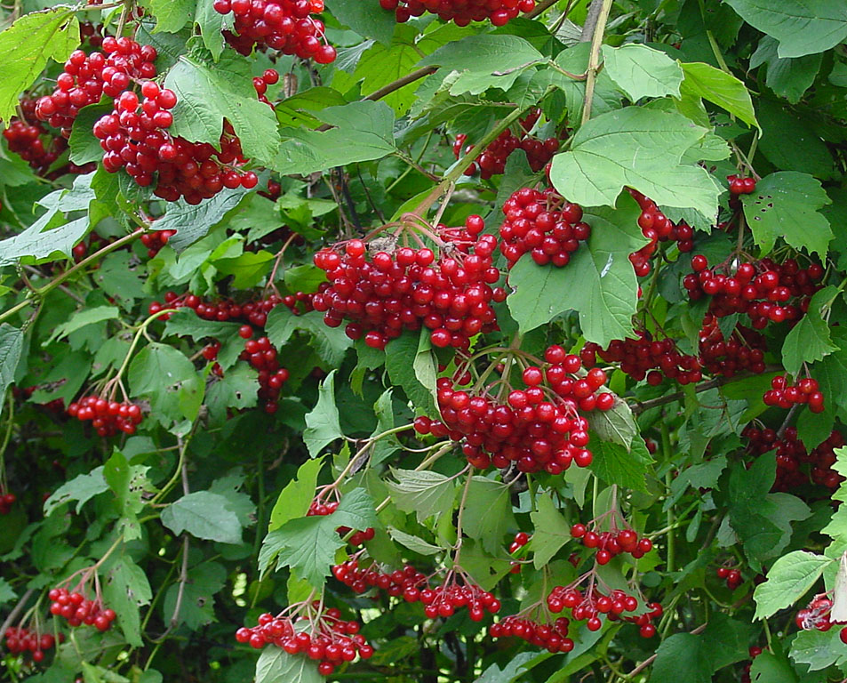 Viburnum Berries