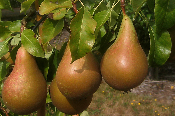 Vicar of Winkfield Pear