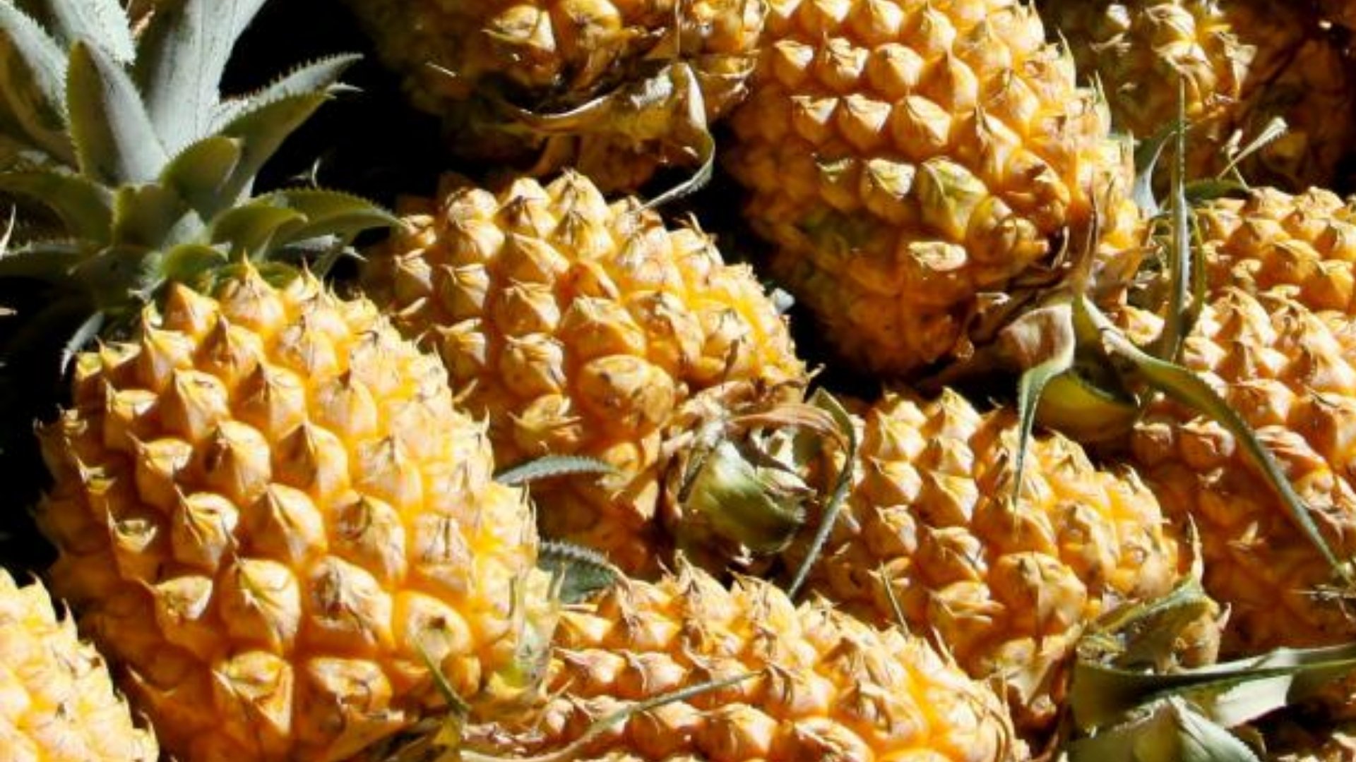 Victoria Pineapple