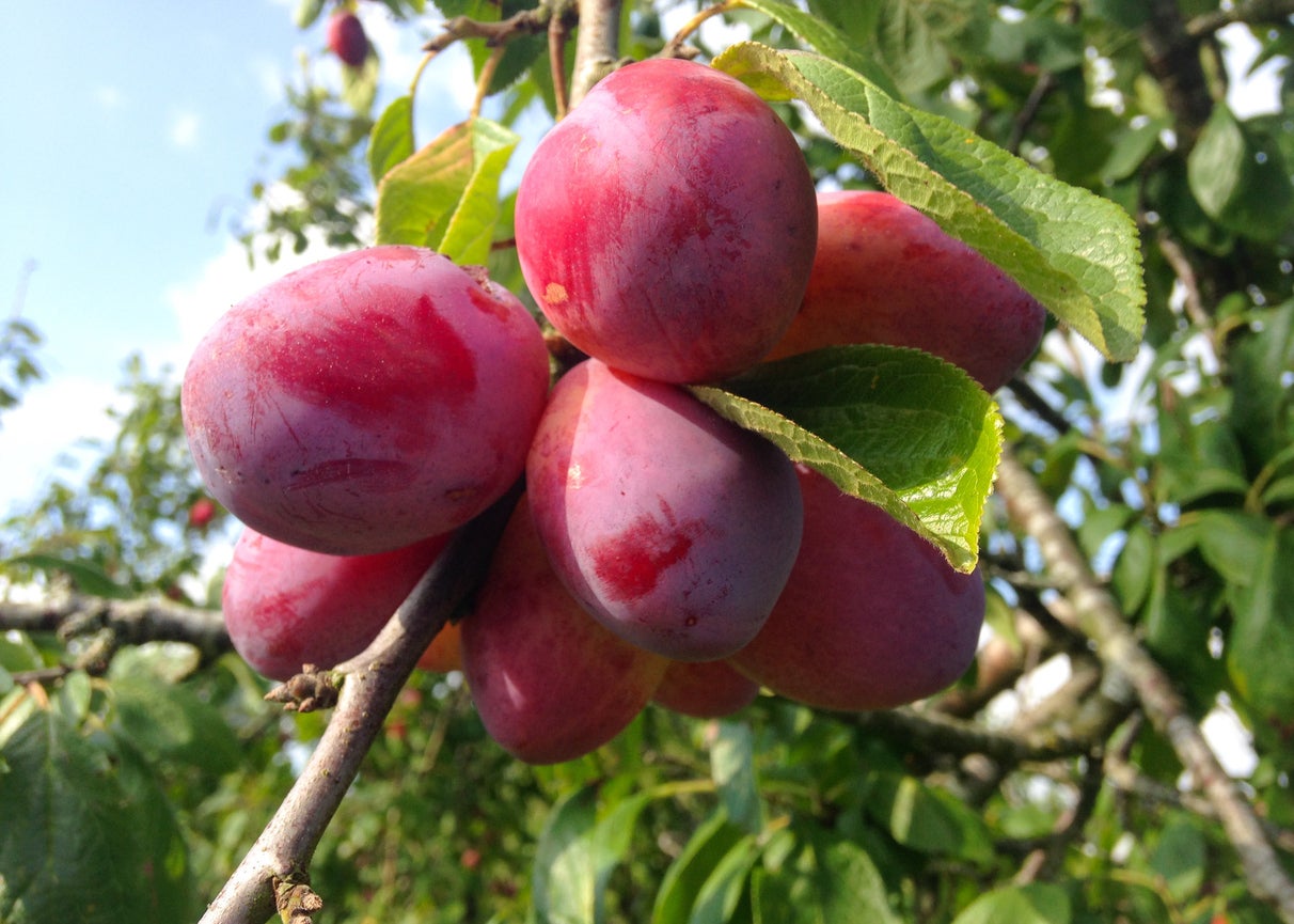 Victoria Plum