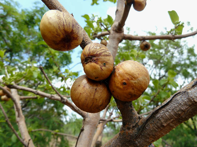 Voavanga Fruit