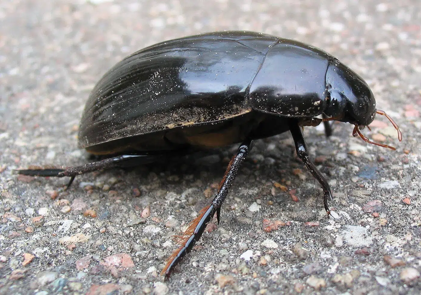 Water Beetle