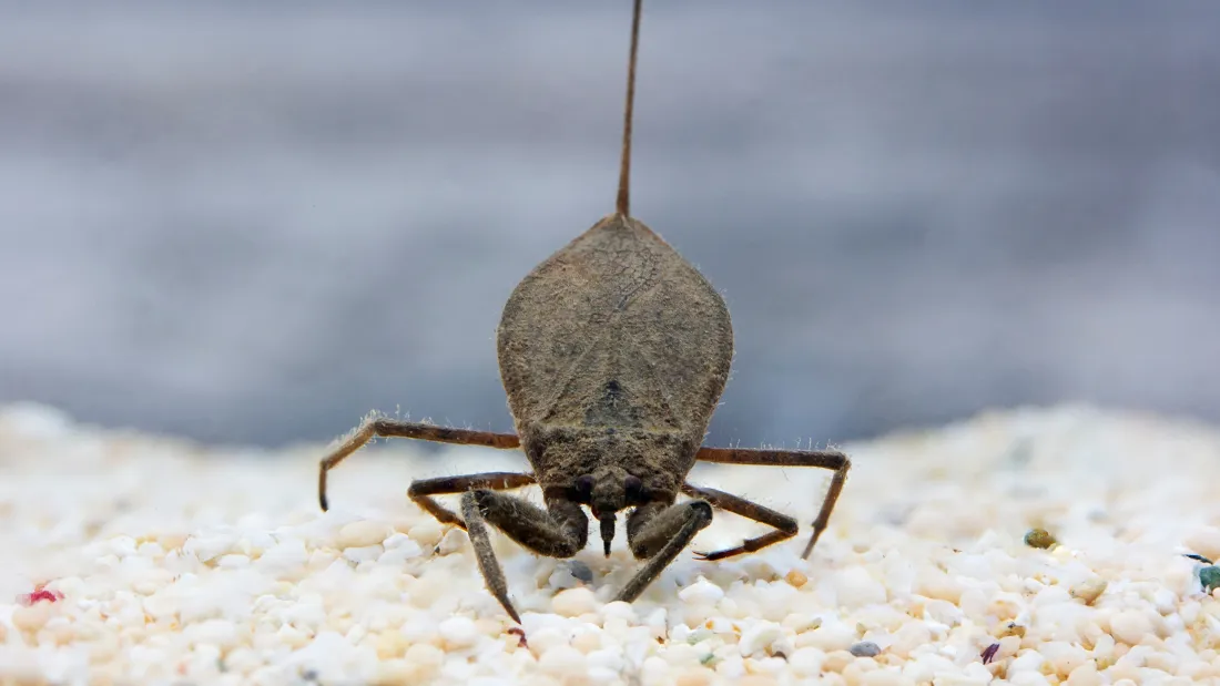Water Scorpion