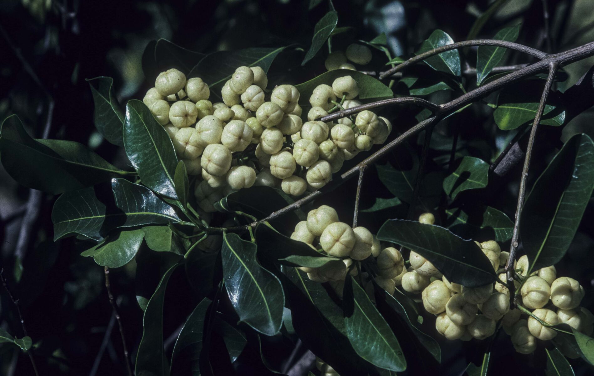 White Aspen