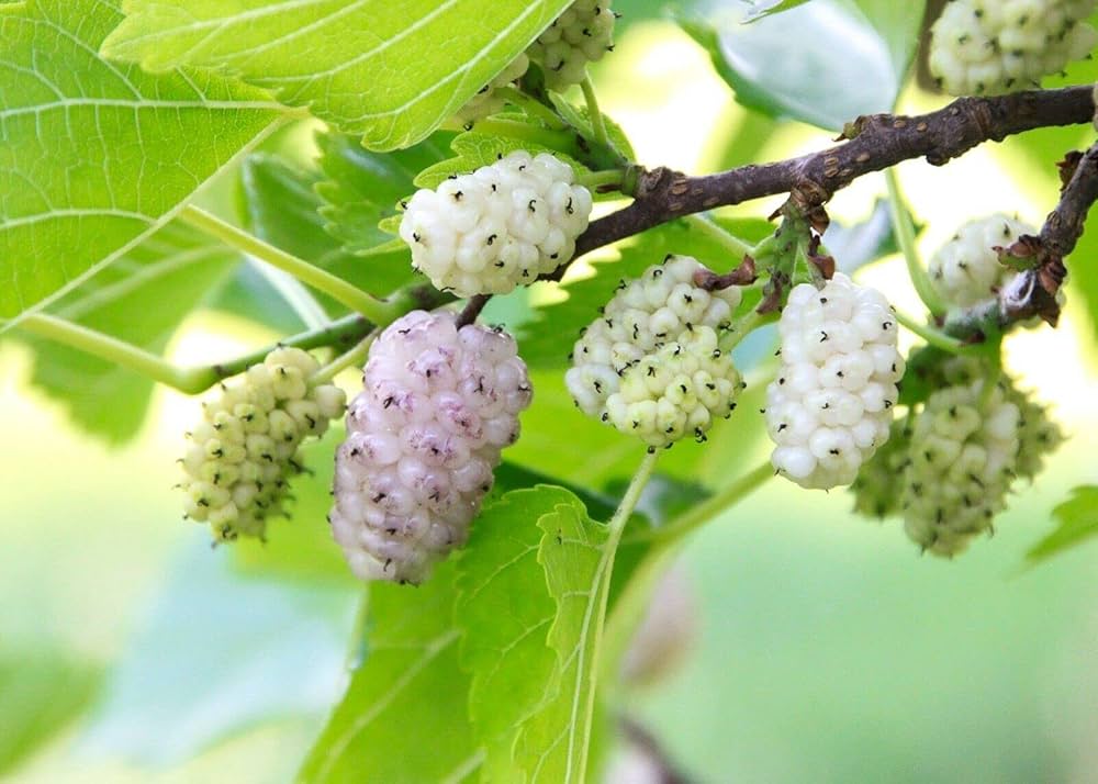 White Mulberry