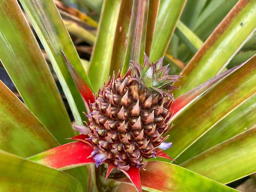 White Pineapple