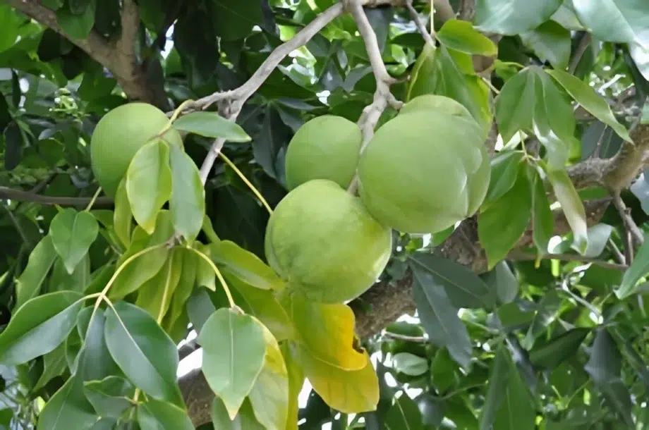 White Sapote