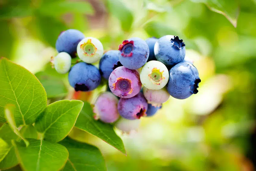 Wild Blueberry