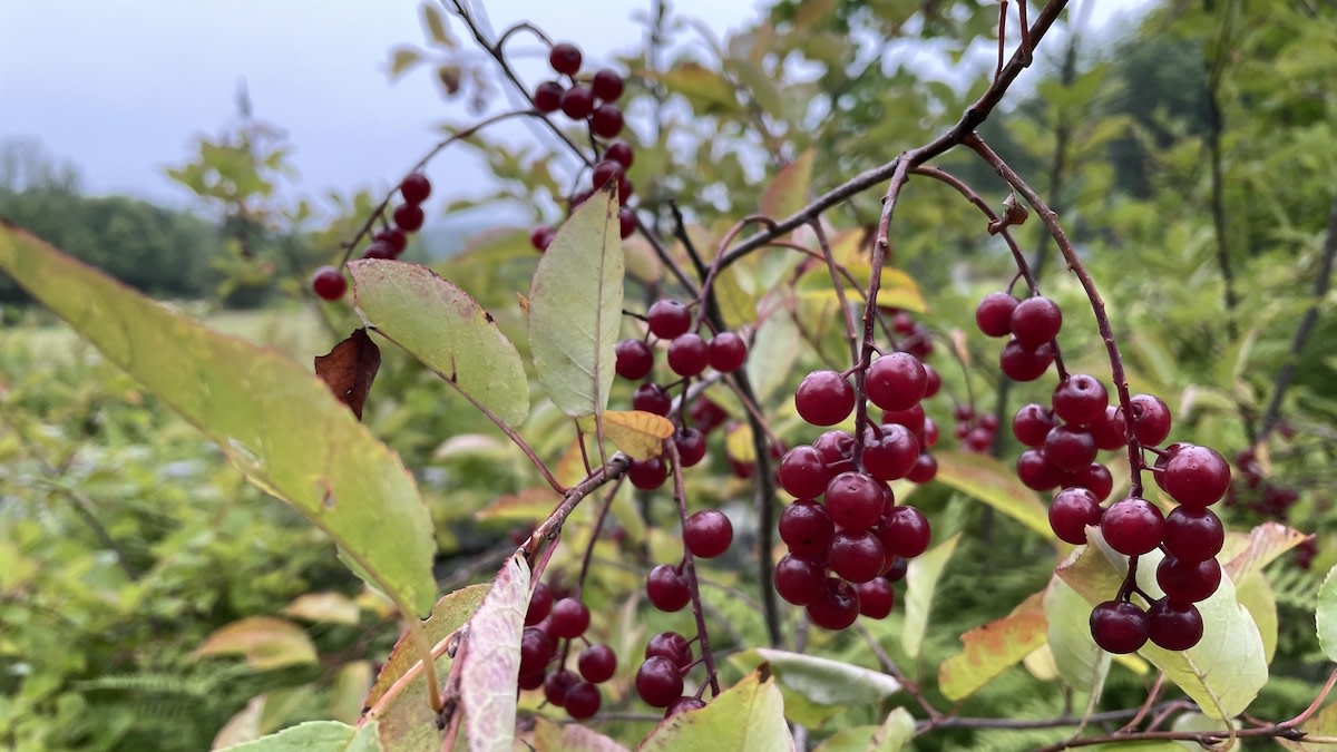 Wild Cherry