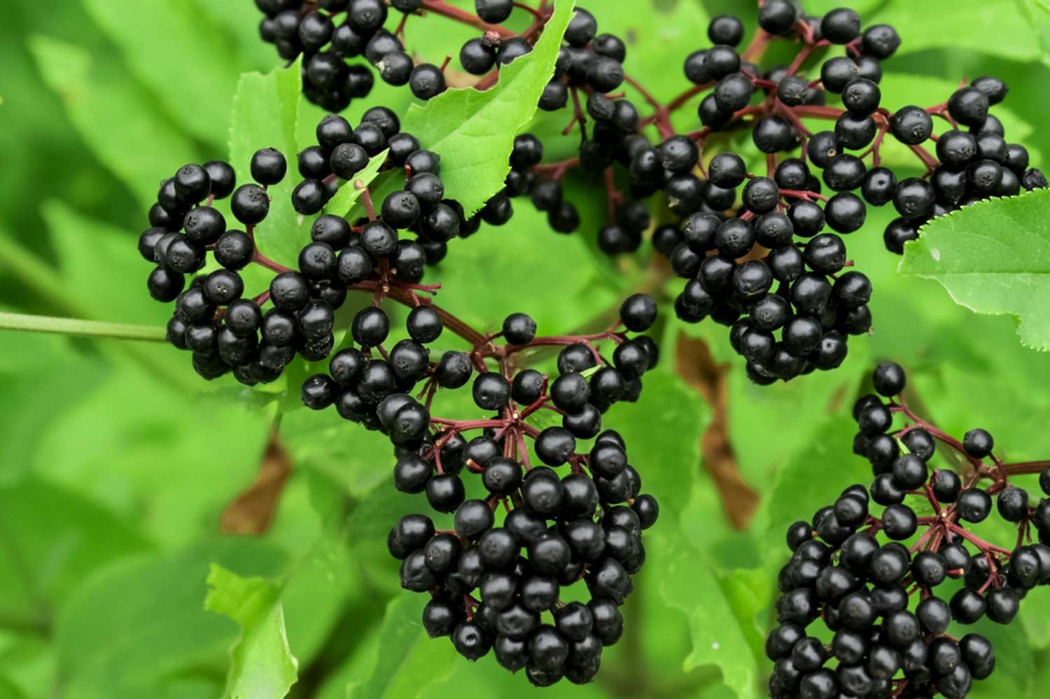 Wild Elderberry