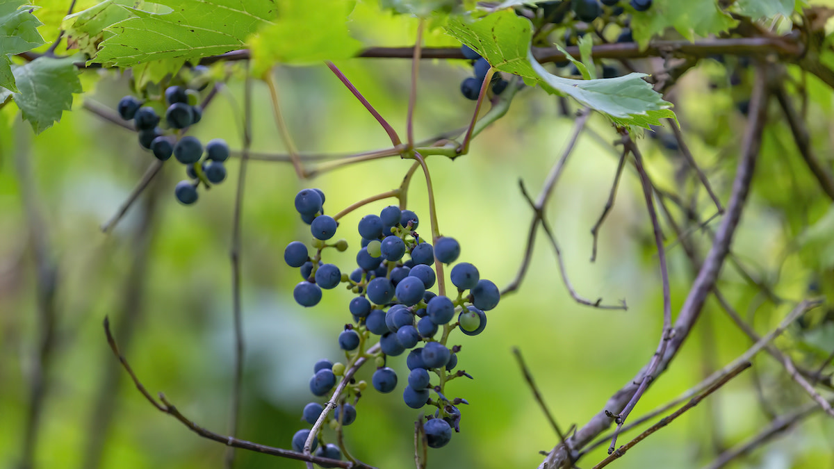 Wild Grapes
