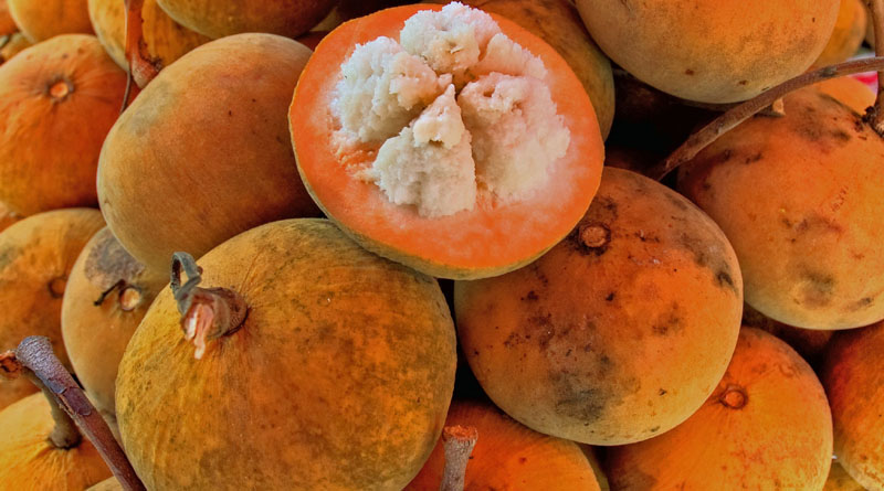 Wild Mangosteen
