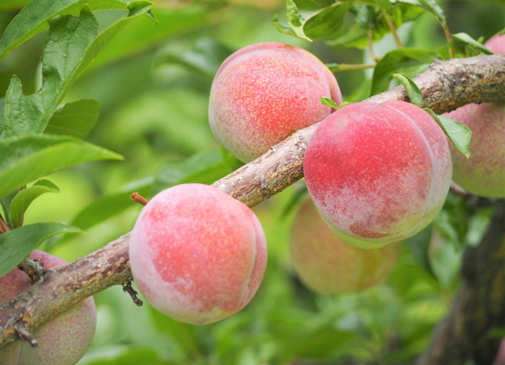 Wild Peach