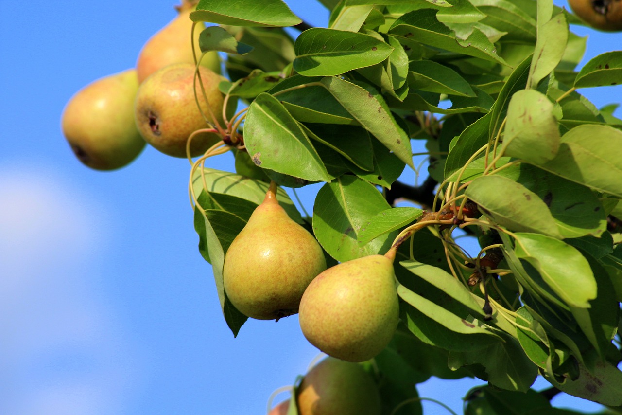 Wild Pear