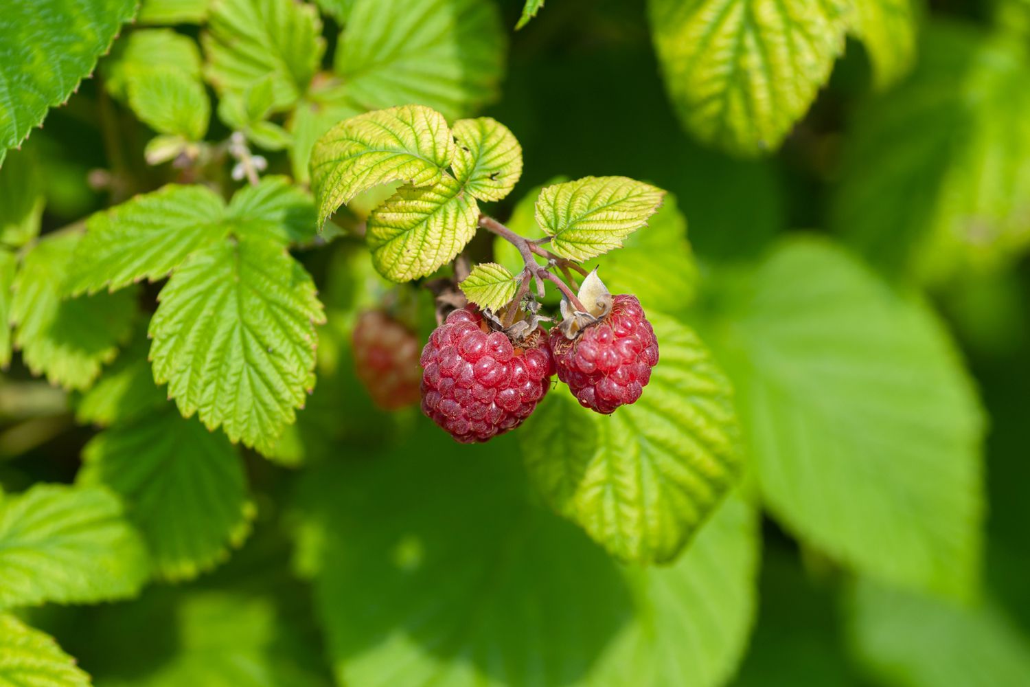 Wild Raspberry