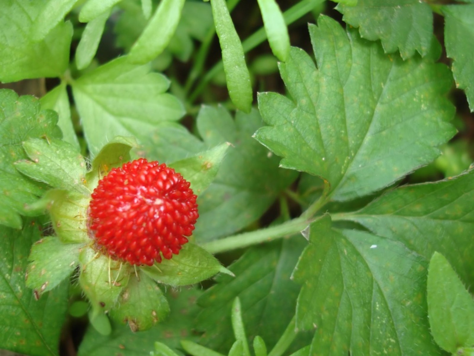 Wild Strawberry