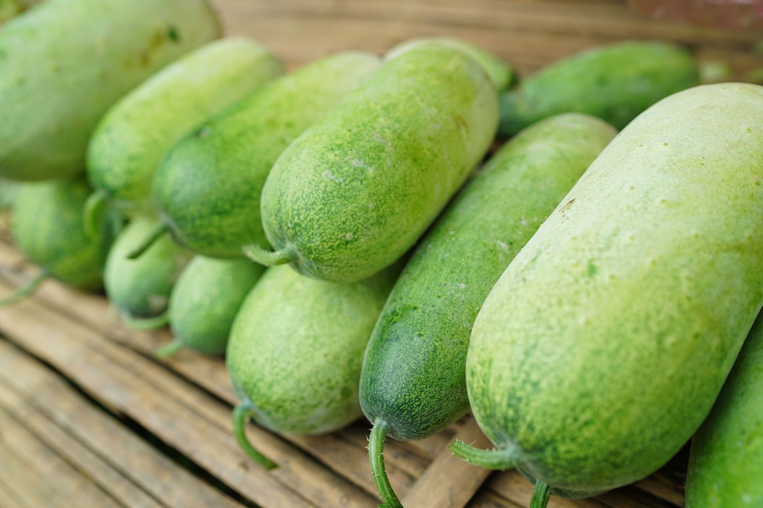 Winter Melon