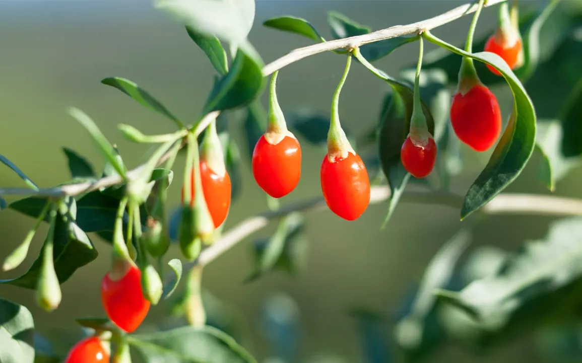 Wolfberry (Goji Berry)