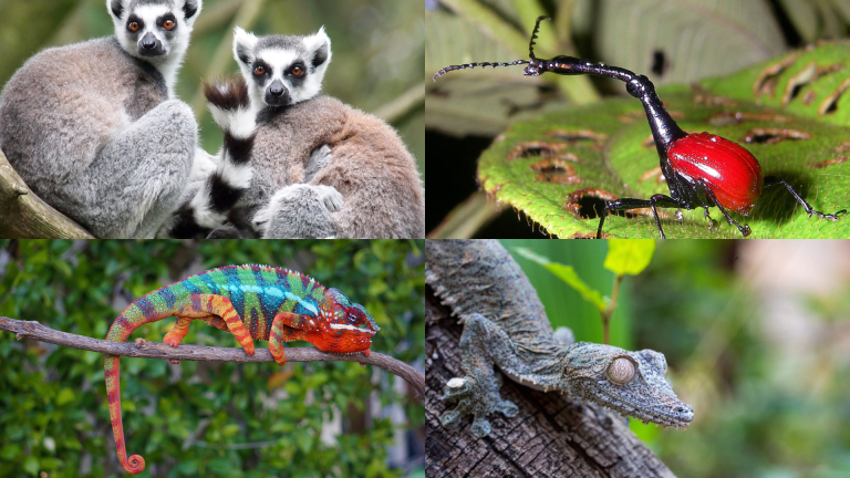 17+ Madagascar Animals With Facts & Pictures