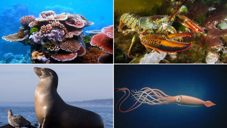 X List of Sea animals