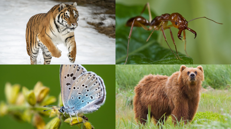 X List of Taiga animals