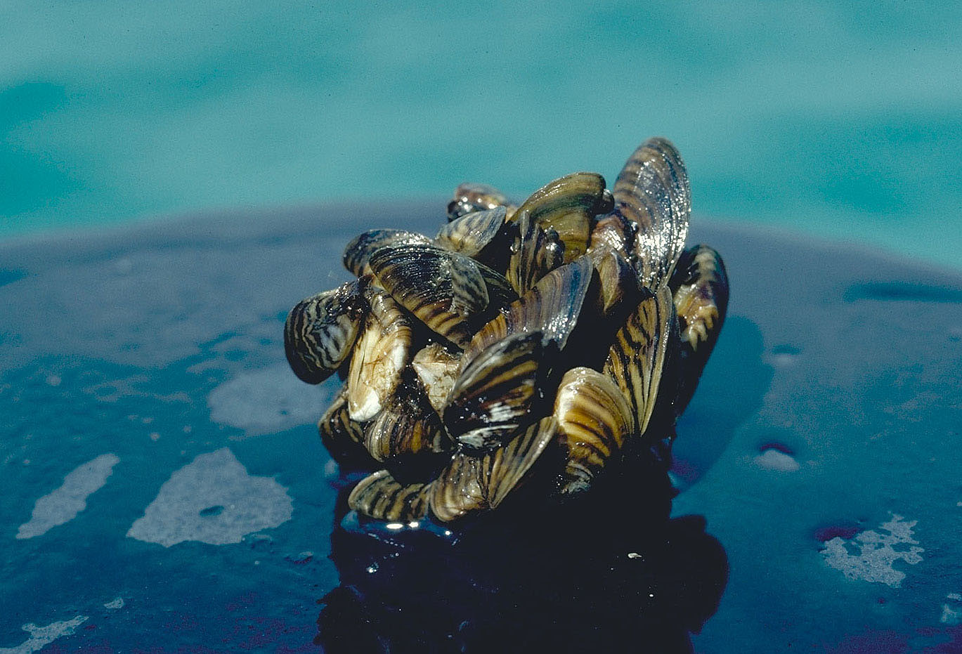 Zebra Mussel
