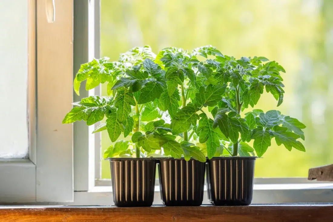 Choose Space-Saving Plants