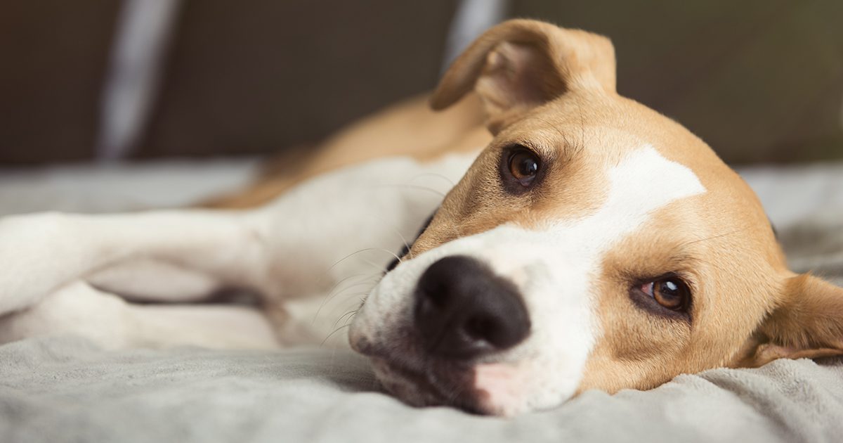 Expose Your Dog in Short Bursts