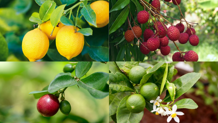 Fruits That Start With L