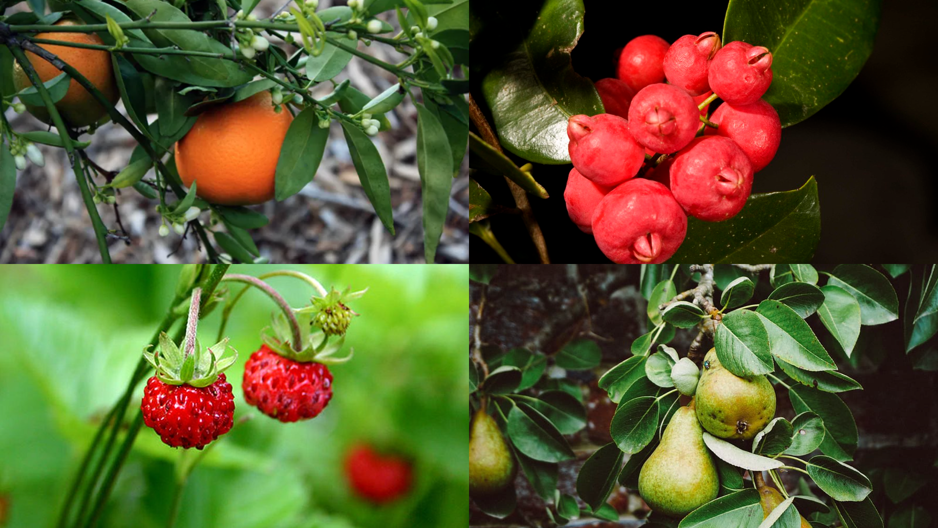 Fruits that Start with F