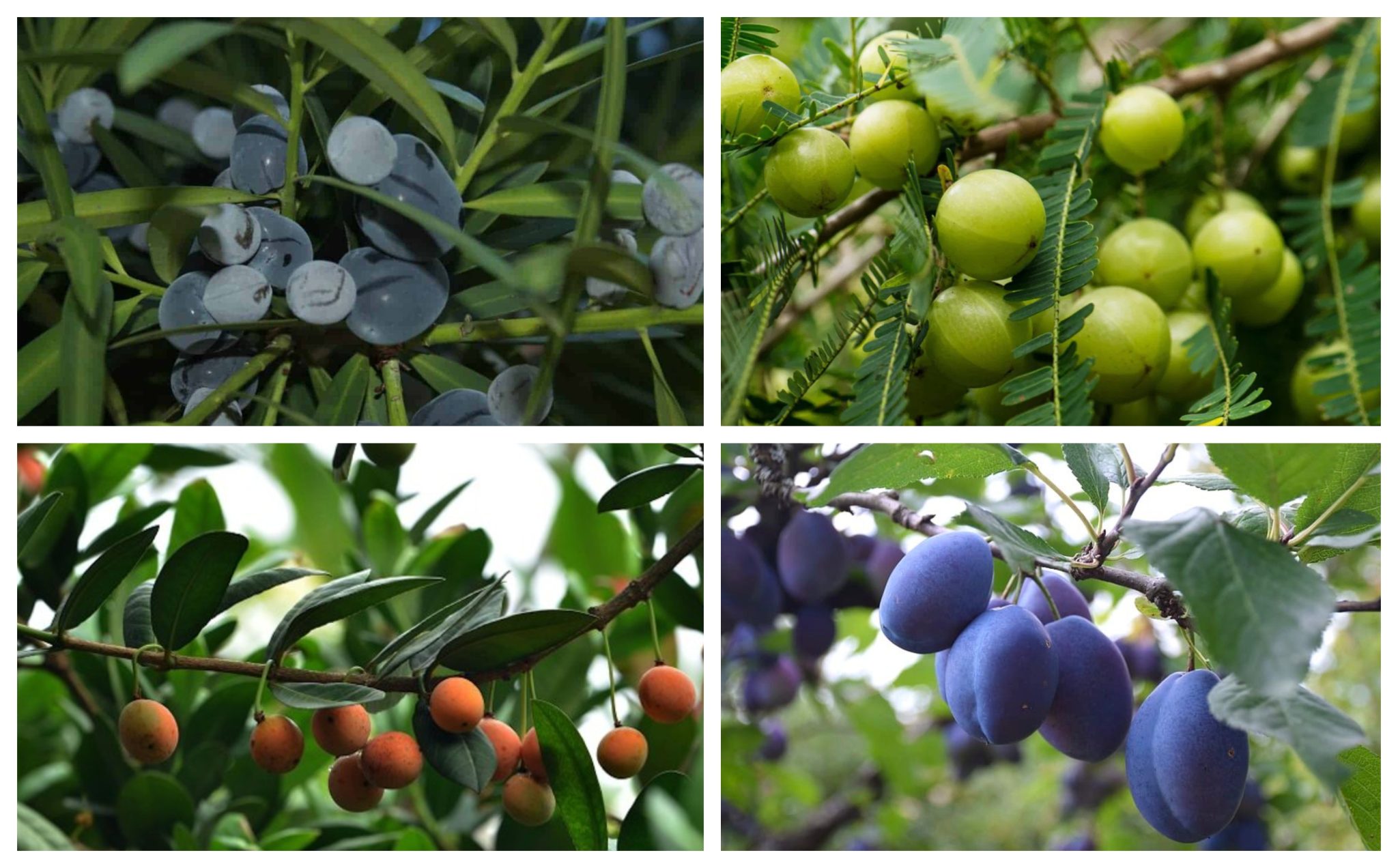 Fruits that Start with I